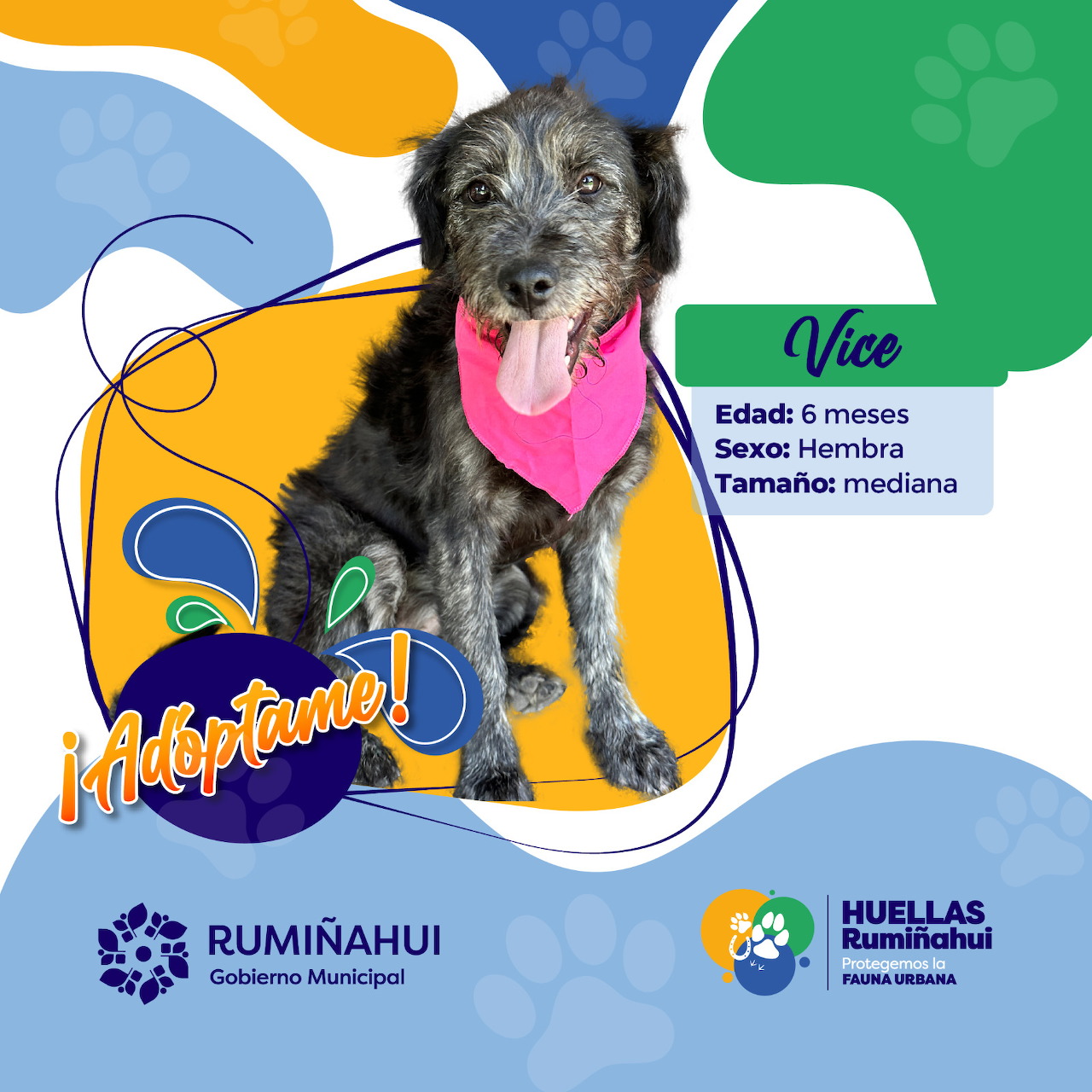 Black scruffy puppy wearing bright pink bandana sitting against vibrant yellow, blue and green abstract background