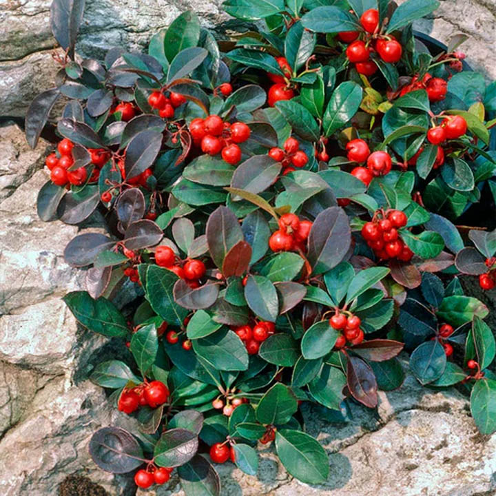 Wintergreen Berries
