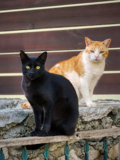Black cat and orange-white cat sitting together on weathered stone steps