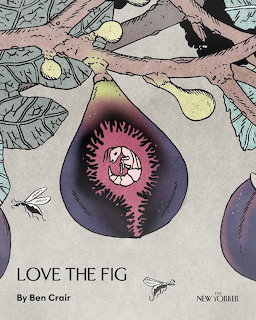 Love the Fig Illustration