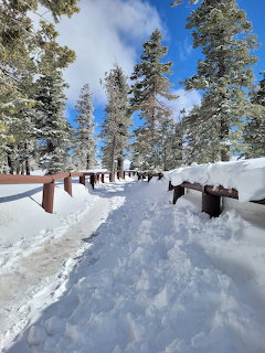 Snowy forest path lined with wooden posts and frosted pine trees under a bright blue sky