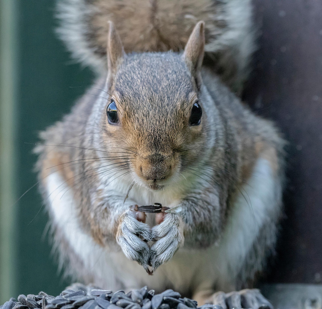 Close-up of a gray squirrel holding a seed in its front paws