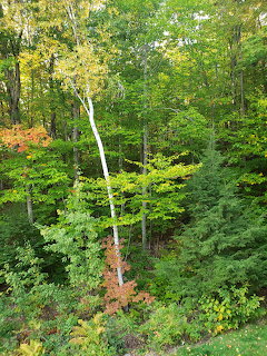 Lone Birch Tree in Forest