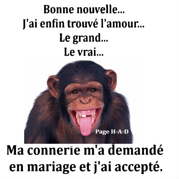 Funny Chimpanzee