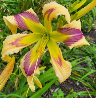 Yellow daylily with purple streaks and green foliage background