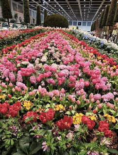 Rows of pink, red, white, and yellow tulips displayed in large indoor exhibition hall