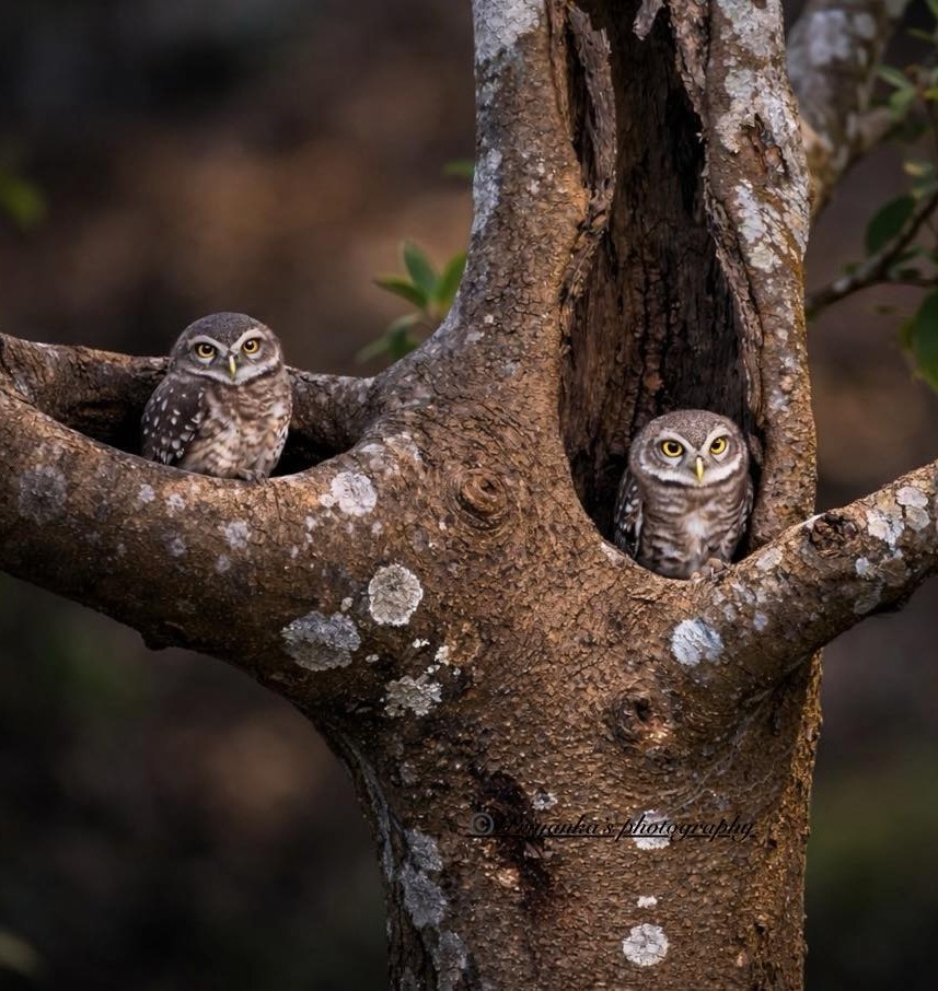 Spotted Owlets