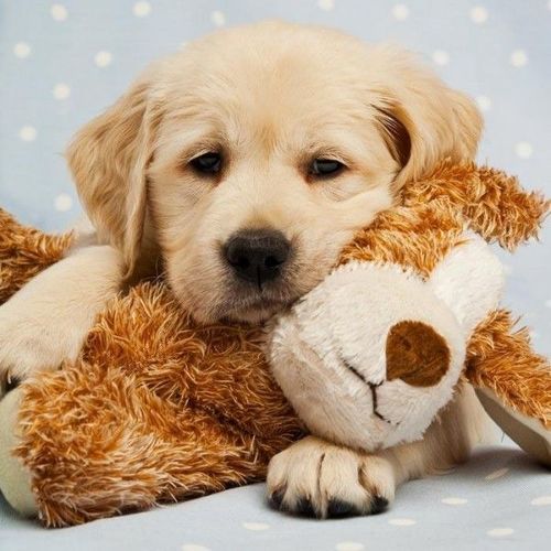 Puppy with Plush Toy