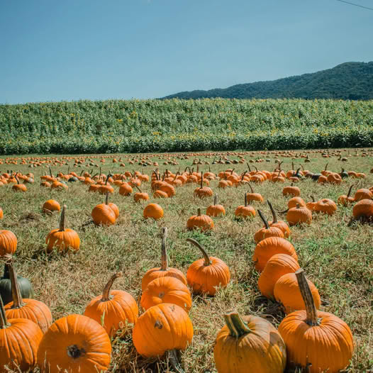 Pumpkins scattered across a dry field with crop rows and green hills in the background