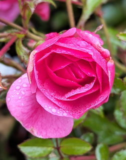 Pink Rose With Raindrops