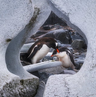 Penguins in Ice Cave