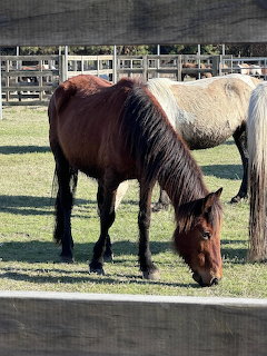 Two ponies grazing in a fenced paddock, one dark brown and one light tan, on green grass