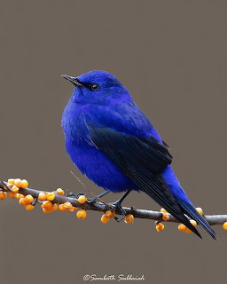 Brilliant blue Grandala bird perched on branch with orange berries