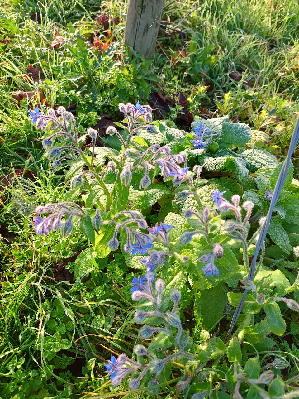 Blue borage flowers with fuzzy leaves growing in a garden, surrounded by green plants