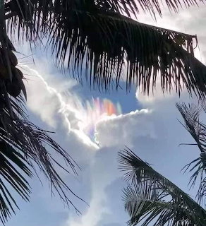 Rainbow-colored cloud surrounded by palm tree silhouettes against bright sky