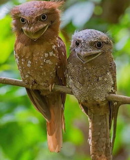 Two great potoo birds perched together on a branch with blurred green foliage behind them.