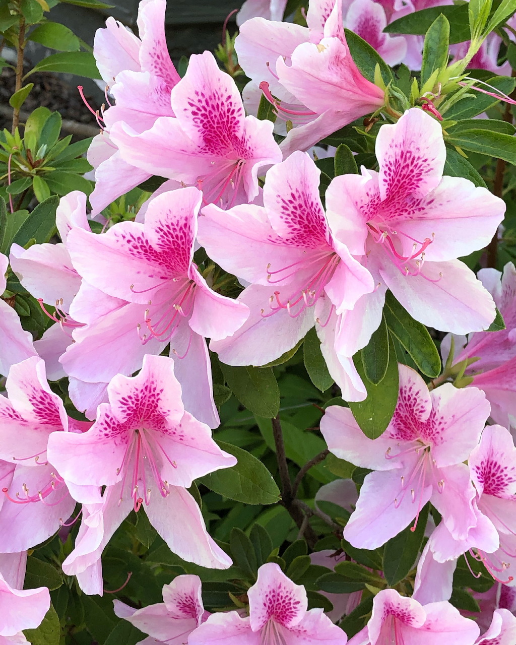Pink and white azalea flowers with magenta markings surrounded by green foliage
