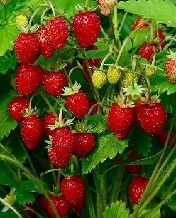 Red strawberries growing on green strawberry plants with leaves
