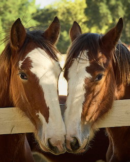 Two brown horses with white blazes nuzzle together behind a wooden fence