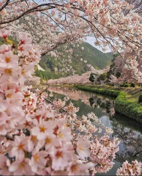 Cherry blossom trees lining a tranquil canal with mountain reflections in Japan