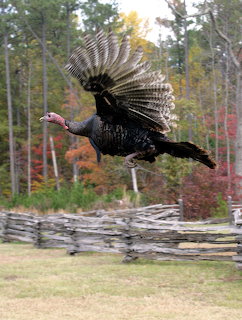 Wild turkey with fanned tail feathers flying over wooden split-rail fence with autumn trees in background