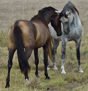 Two Horses Touching Noses