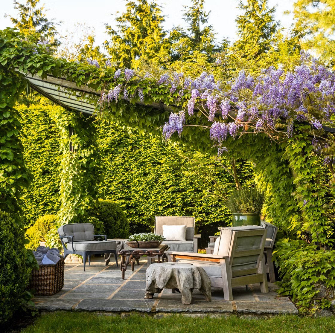Garden patio with chairs and purple wisteria flowering vines overhead, surrounded by green hedges