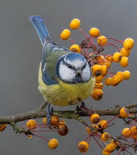 Blue tit bird perched on a branch with orange-yellow berries on a grey background