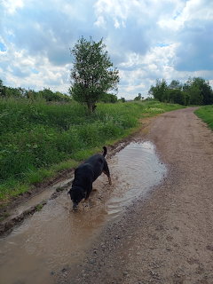 Black dog playing in a muddy water puddle on a country road with green vegetation and cloudy sky