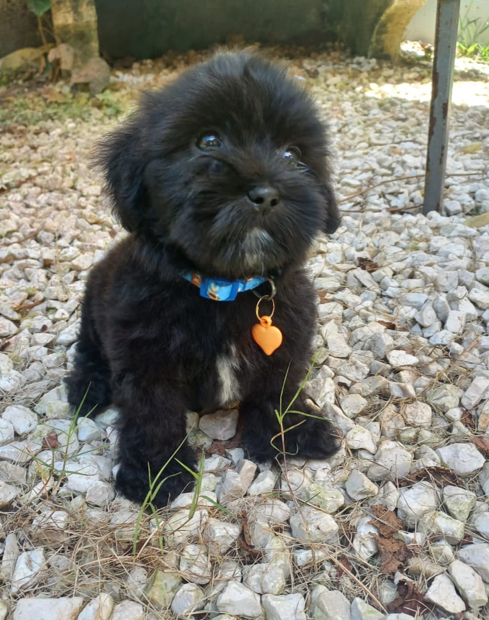 Small black fluffy puppy wearing a blue collar with an orange tag sitting on white gravel
