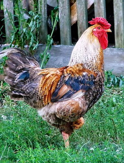 Colorful rooster with golden and dark feathers standing on grass near a wooden fence