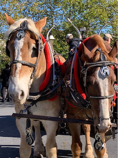 Two harnessed draft horses with leather bridles standing side by side on a paved surface with trees behind them