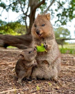 Quokka holding a green leaf with a joey beside it on a forest floor