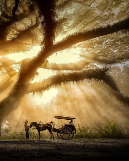 Horse and wagon silhouetted on road with sunbeams breaking through misty trees at dawn