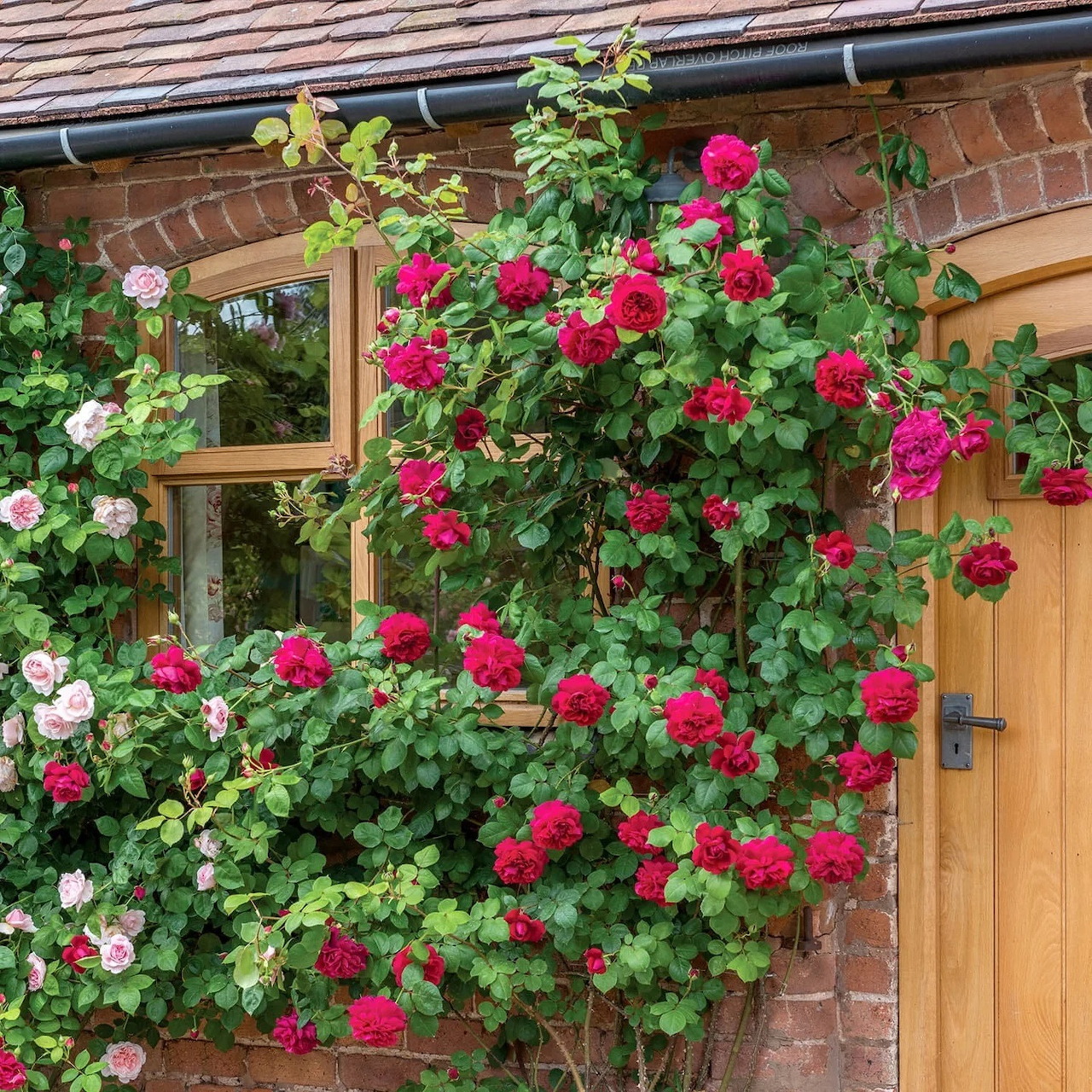 Tess of the d'Urbervilles Climbing Rose