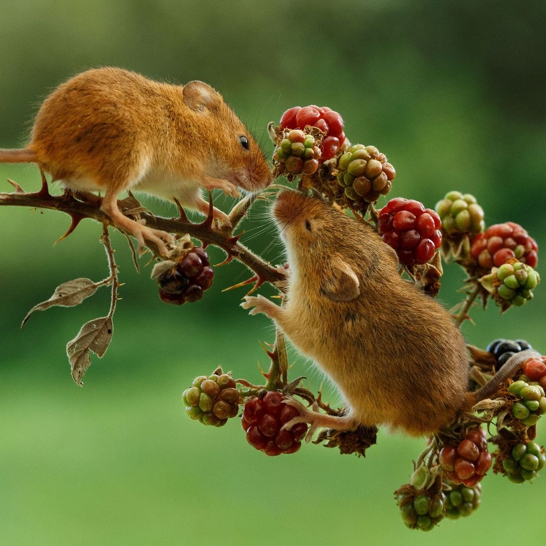Mice on Berry Branch