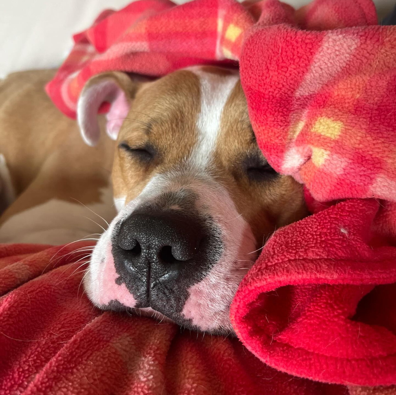 Brown and white dog with nose visible, wrapped in red blanket