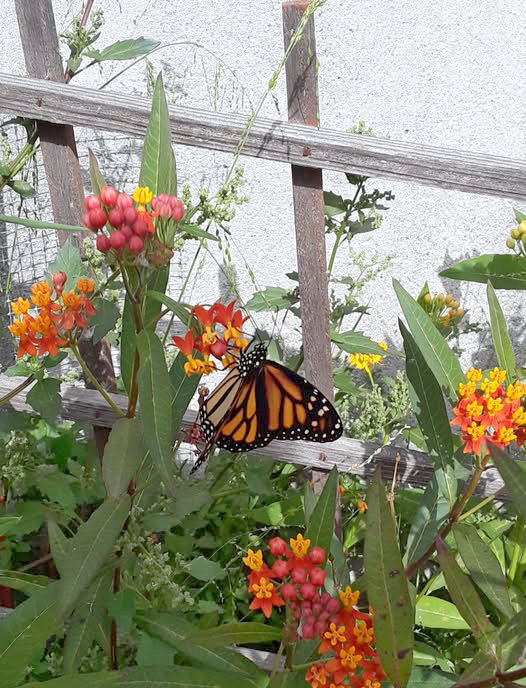 Monarch butterfly perched on colorful orange and red flowers near a wooden garden trellis