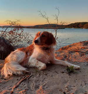 Small brown and white puppy lying on sandy beach rocks at sunset with water and hills behind