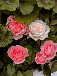 Pink Roses