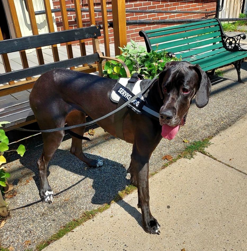 Black Great Dane with tongue out standing on sidewalk next to green bench