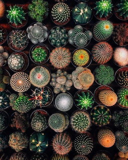 Overhead view of many small potted cacti and succulents arranged closely together showing diverse patterns