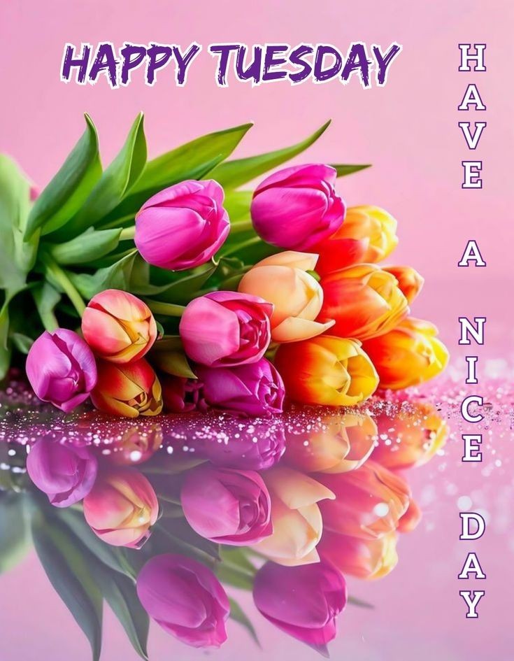 Colorful tulips bouquet with reflection and 'Happy Tuesday' text on gradient background
