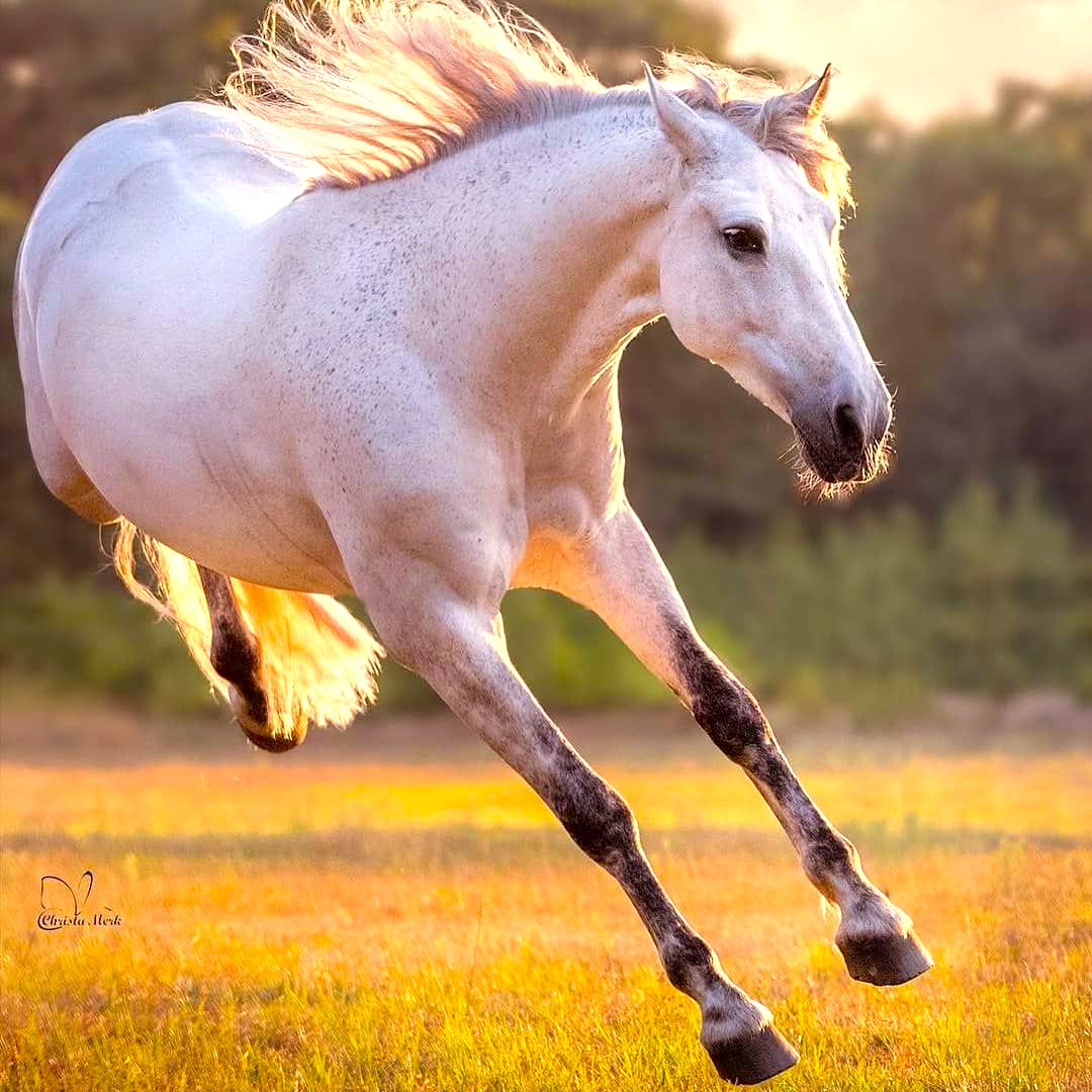 White Horse Running
