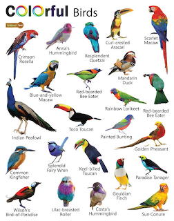 Illustrated chart of colorful birds with species names including macaws, toucans, hummingbirds, and other exotic birds