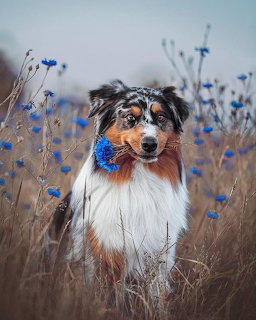 Australian Shepherd dog in field with blue flowers