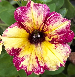 Yellow and magenta striped petunia flower with dark center