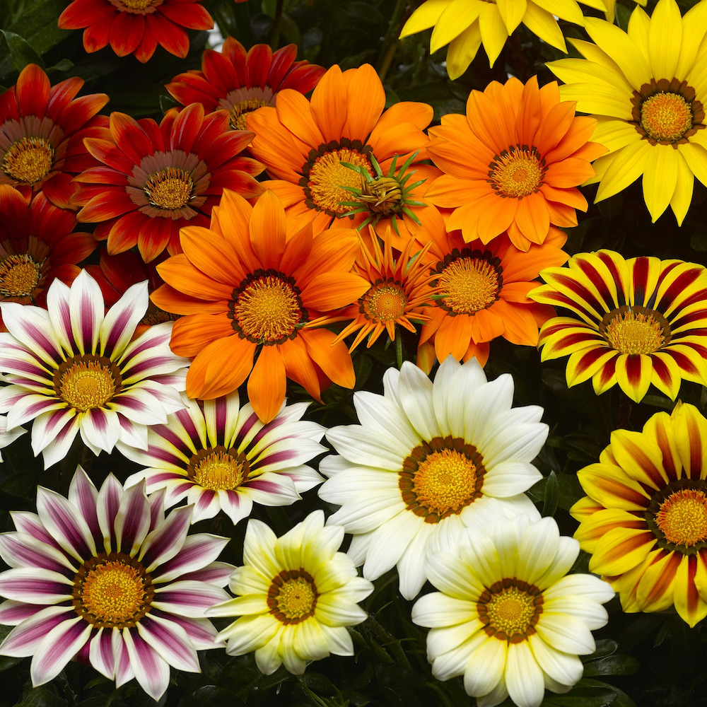 Colorful gazania flowers in orange, yellow, red, and white clustered together