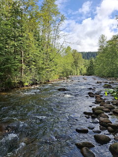 Rocky river flowing through a dense green forest with tall trees and a partly cloudy sky