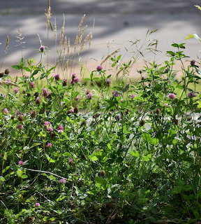 Pink clover flowers and green leaves growing among tall grass stems by a path